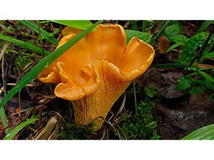 Chanterelle Mushroom (Cantharellus cibarius) Mycelium Spawn Dried Seeds (25g) by Garden Pleasure