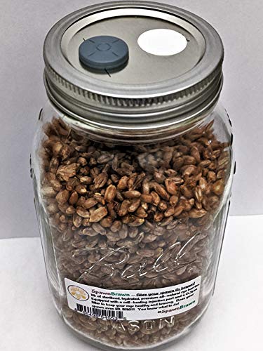 Sterilized Rye Grain Berries Seeds for Mushroom Spawn | Quart Jars with Filter and Self-Healing Injection Port (1)