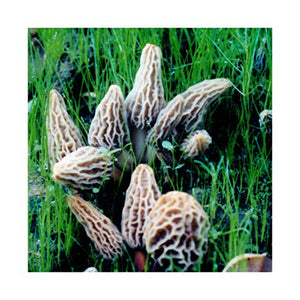 Backyard Morel Mushroom Growing Kit - Morel Habitat Kit