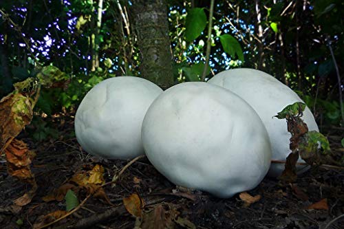 Spores Puffball Giant Mushrooms Mycelium Seeds Spawn Substrate for Planting Non GMO