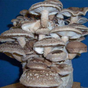 Organic Shiitake Mushroom Grow Kit