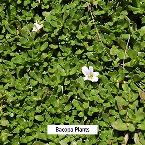 Banyan Botanicals Bacopa Powder, Spice Jar - USDA Organic - Bacopa monniera - Ayurvedic Herb for Memory & Focus