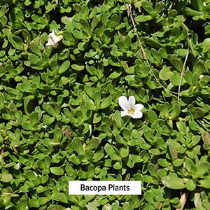 Banyan Botanicals Bacopa Powder, 1 Pound - USDA Organic - Bacopa monniera - Ayurvedic Herb for Memory & Focus