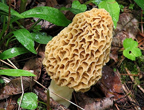 Morel Mushroom Spores in Sawdust Bag Garden Mushrooms Spore Grow Kit Makes 5 gal…