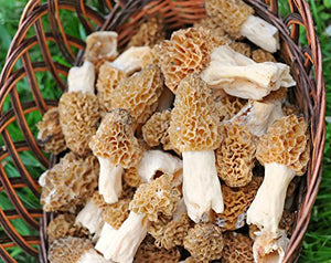 TRUE morel mushroom grow kit grow morel mushrooms at home and garden