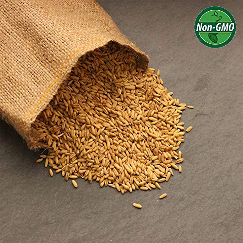 2 Lb Organic Non-GMO Whole Oat Grain Seeds (With Husk Intact) - Oats Seed Grains, for Sprouting, Oat Grass, Animal Feed, Storage & More