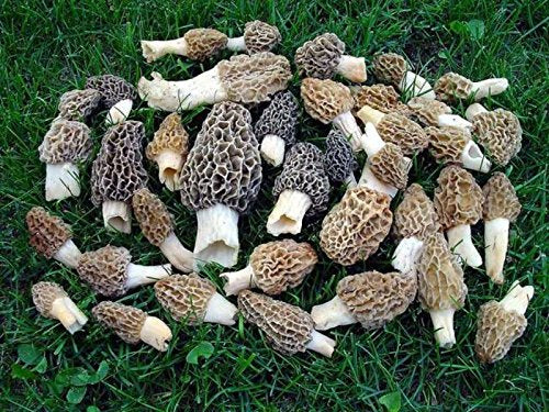 Morel Mushroom Spores in Sawdust Bag Garden Mushrooms Spore Grow Kit Makes 5 gal…