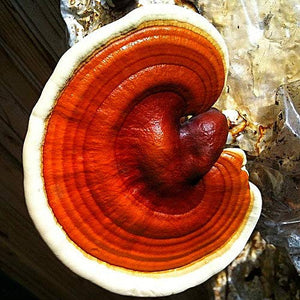 Root Mushroom Farm- 30 Kinds of Mushroom Liquid Culture Available for You to Choose /Reishi(Ganoderma lucidum)