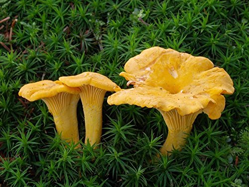 Chanterelle Mushroom (Cantharellus cibarius) Mycelium Spawn Dried Seeds (25g) by Garden Pleasure