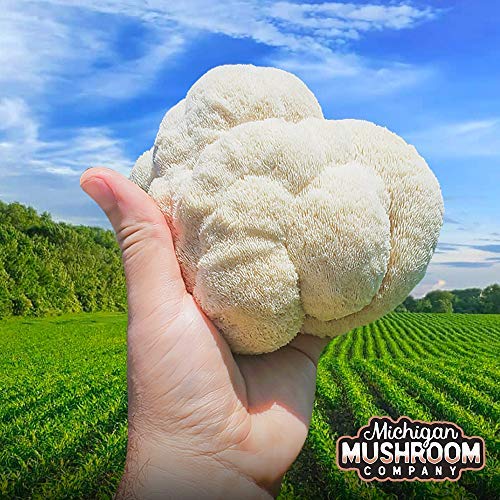 Grow Your Own Mushrooms Kit - Fully Colonized Lion's Mane Mushrooms - Indoor Grow Kit - Grow up to 4 Pounds