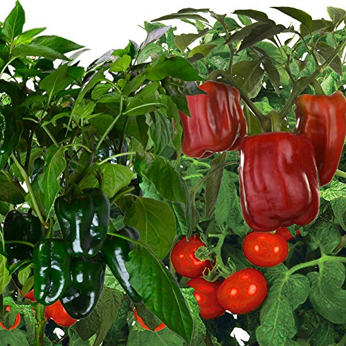 AeroGarden Tomato & Pepper Variety Seed Pod Kit