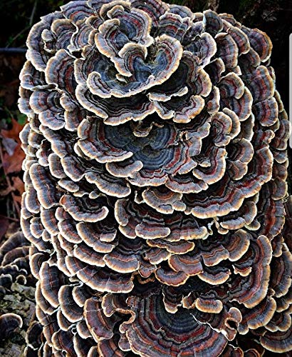 100 Grams/4 oz of Turkey Tail Mushroom Spawn Mycelium to Grow Gourmet and Medicinal Mushrooms at Home or commercially - Use to Grow on Straw or Sawdust Blocks - G1 or G2 Spawn