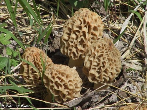 Mushroom Man LLC, Morel Mushroom Kit