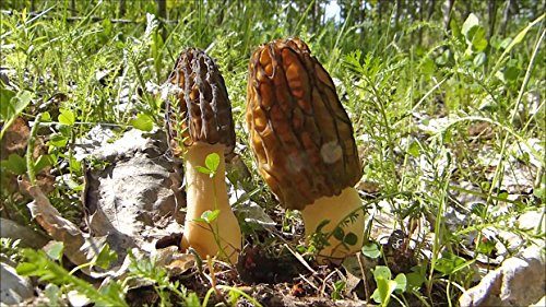 Seeds4planting - Spores Black Morel Mushrooms Seeds Mycelium Spawn Grow Bonsai Dried Non GMO