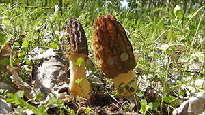 NIKA SEEDS - Black Morel Mushrooms Spores on Grains - 100 Seeds