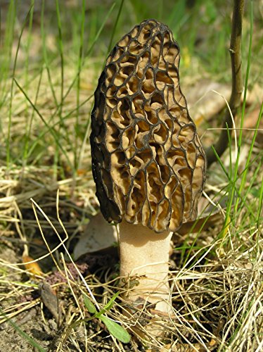 Seeds4planting - Spores Black Morel Mushrooms Seeds Mycelium Spawn Grow Bonsai Dried Non GMO