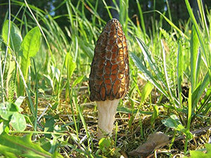 NIKA SEEDS - Black Morel Mushrooms Spores on Grains - 100 Seeds