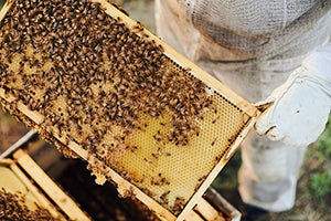 Wildflower Bee Pollen