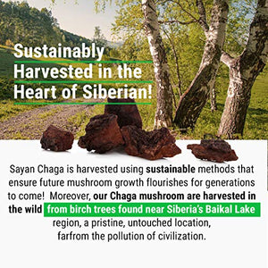 Sayan Siberian Raw Ground Chaga Powder 1 Lbs (454g) - Wild Forest Mushroom Tea, Powerful Adaptogen Antioxidant Supplement - Support for Immune System, Digestive Health and Inflammation Reduction