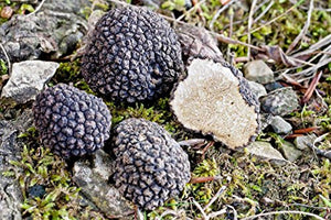 Spores Black Truffle Mushrooms Seeds Dried Mycelium Spawn for Planting Non GMO 100 Seeds