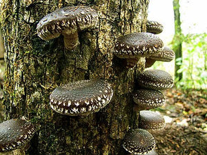 Forest Organics Shiitake Mushroom Growing Log Kit Cancer Fighting Grows For Years!