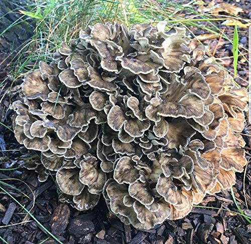 100 Grams/4 oz of Maitake (Hen of The Wood) Mushroom Spawn Mycelium to Grow Gourmet and Medicinal Mushrooms at Home or commercially - Use to Grow on Straw or Sawdust Blocks - G1 or G2 Spawn