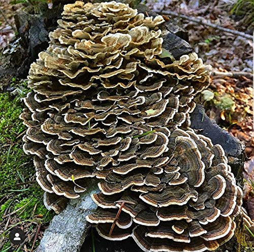 100 Turkey Tail Mushroom Spawn Plugs to Grow Gourmet and Medicinal Mushrooms at Home or commercially.