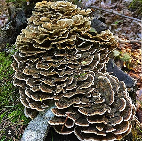 100 Grams/4 oz of Turkey Tail Mushroom Spawn Mycelium to Grow Gourmet and Medicinal Mushrooms at Home or commercially - Use to Grow on Straw or Sawdust Blocks - G1 or G2 Spawn