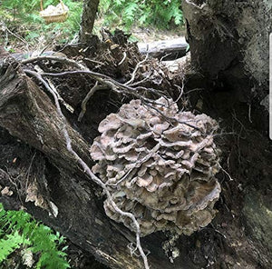 100 Grams/4 oz of Maitake (Hen of The Wood) Mushroom Spawn Mycelium to Grow Gourmet and Medicinal Mushrooms at Home or commercially - Use to Grow on Straw or Sawdust Blocks - G1 or G2 Spawn