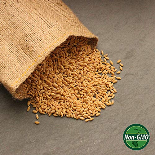 35 Lb Bulk Non-GMO Organic Whole Wheat Kernels - Hard White Wheat Grain & Heirloom Wheat Seeds for Hard White Wheat Berry Seeds for Sprouting, Organic Wheatgrass, Wheat Berry Bread, Winter Wheat Seed