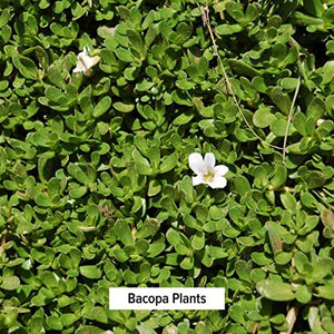 Banyan Botanicals Bacopa Powder, 1/2 Pound - USDA Organic - Bacopa monniera - Ayurvedic Herb for Memory & Focus