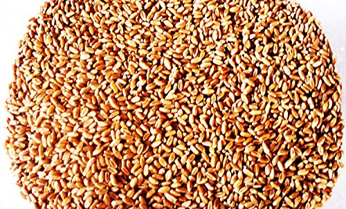 Wheat Berries -Hard Red Wheat - 10 Lbs - Excellent For Growing Wheatgrass to Juice, Food Storage, Grinding to Make Flour & Bread, Grain, Ornamental Wheat Grass, and Sprouting Seed