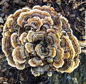 100 Grams/4 oz of Turkey Tail Mushroom Spawn Mycelium to Grow Gourmet and Medicinal Mushrooms at Home or commercially - Use to Grow on Straw or Sawdust Blocks - G1 or G2 Spawn