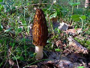 Seeds4planting - Spores Black Morel Mushrooms Seeds Mycelium Spawn Grow Bonsai Dried Non GMO