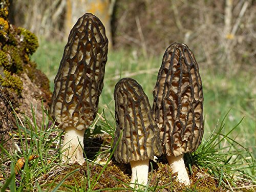 Seeds4planting - Spores Black Morel Mushrooms Seeds Mycelium Spawn Grow Bonsai Dried Non GMO