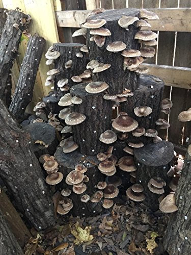 Mr. Stumpy Mushroom Log DIY Shiitake Mushrooms Ready to Grow Your Own